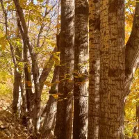 فروش چوب تبریزی|خدمات باغبانی و درختکاری|قزوین, |دیوار