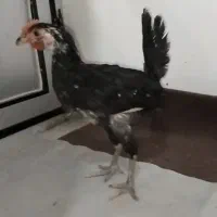 مرغ خروس محلی و گلین|حیوانات مزرعه|کردکوی, |دیوار