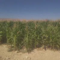 ذرت علوفه ای دانه دار|عمده‌فروشی|راهگان, |دیوار