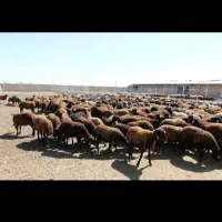 فروش ۱۶۲۰ متری در کوشک بیدک|فروش دفتر صنعتی، کشاورزی، تجاری|شیراز, کوشک بیدک|دیوار