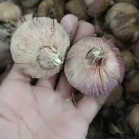 پیاز گلایل در ۱۲ رنگ مشخص