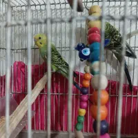 مرغ عشق معاوظه با فنچ ماده