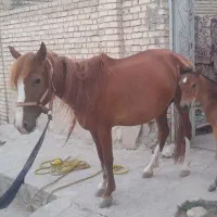 مادیان و کره