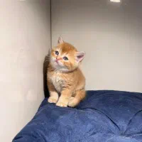 پسر بریتیش مو کوتاه گلد جینجر (پاستیل صورتی)|گربه|اصفهان, رزمندگان|دیوار