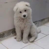 واگذاری سگ سامویید