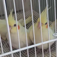 جوجه عروس هلندی