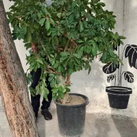 فروش گل و گیاه آپارتمانی