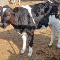 گوساله ماده|حیوانات مزرعه|تربت جام, میان جام|دیوار