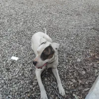 دوگو ارژانتینو