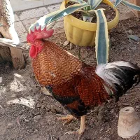 خروس نژاد دار