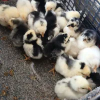 جوجه گلین طوسی