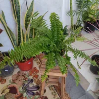 انواع گلهای طبیعی،گلخانه ای واپارتمانی|خدمات باغبانی و درختکاری|داراب, |دیوار