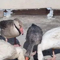 غاز محلی|حیوانات مزرعه|کرج, ساسانی (قلمستان)|دیوار