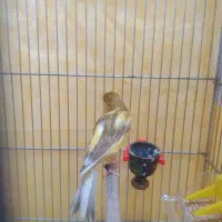 قناری نر مست بخوان