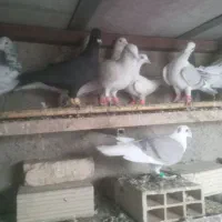 کفتر|پرنده|محمدیه-قزوین, |دیوار