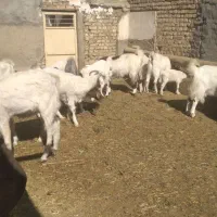 بزو بزغاله|حیوانات مزرعه|خمین, |دیوار