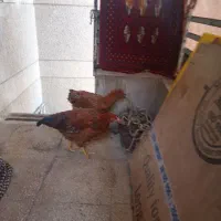 دو عدد مرغ به فروش میرسد|پرنده|شیراز, تحویلی|دیوار