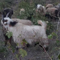 بزغاله. بیگ|حیوانات مزرعه|اردل, |دیوار