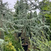 نهال شمشادکاج پایانکاردرختچه درخت کف قیمت ایران|خدمات باغبانی و درختکاری|تهران, حکیمیه|دیوار