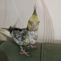 طوطی سرلاکی عروس گل باقالی|پرنده|فردیس, داوری|دیوار