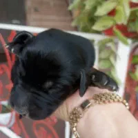 ۶ عدد توله پیت بول تریر برای واگذاری|سگ|توتکابن, |دیوار