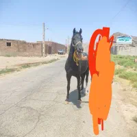 اسب عرب ایرانی