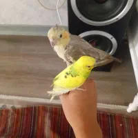 عروس هلندی با مرغ عشق|پرنده|قدس, شهرقدس|دیوار