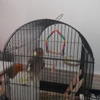 عروس هلندی|پرنده|گیلوان, |دیوار