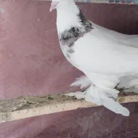 طوقی نر سرور پرپا بلند