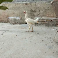 مرغ لاری یه تیغ سفید سنگین وزن درجه یک قلم کلفت
