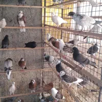 جوجه کبوتر عالی پرشی|پرنده|تهران, بهارستان|دیوار