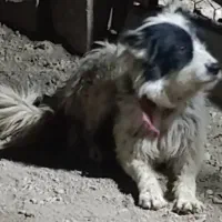 واگذاری سگ قدرجونی نر|سگ|اصفهان, قائمیه|دیوار