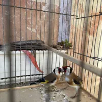 سهره سر سیاه|پرنده|بجنورد, |دیوار