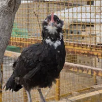 نیمچه و خروس گلین|حیوانات مزرعه|جوادآباد, |دیوار