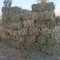 فروش یونجه چین اول پرس شده کاملا خشک