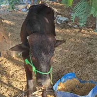 گاونر|حیوانات مزرعه|بمانی, |دیوار