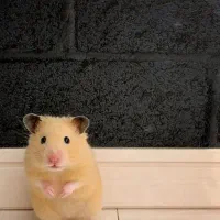 همستر کوچک|موش و خرگوش|مشهد, شهرک رازی (شهرک غرب)|دیوار