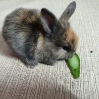 بچه خرگوش مینی لوپ بامزه ۲۰ روزه در رنگ های مختلف|موش و خرگوش|تهران, هاشمی|دیوار