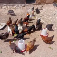 تخم مرغ محلی|خوردنی و آشامیدنی|ارومیه, |دیوار