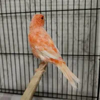 قناری نرمستخون ماده اماده|پرنده|مشهد, چهنو|دیوار