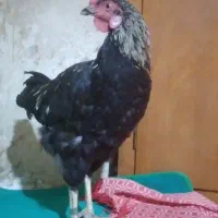 خروس سیاه اصل محلی