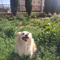 واگذاری یک جفت سگ نر و ماده