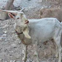 نر بز سانن اصل