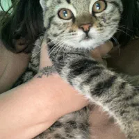 واگذاری گربه نر ۲ماهه|گربه|شیراز, دینکان|دیوار