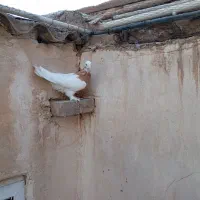 طوقی نر زرد موش پا کاکلی|پرنده|قم, مجیدیه|دیوار