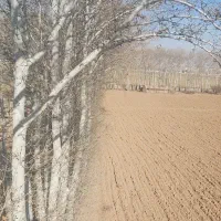 چوب بری حرص درختان