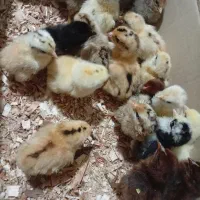 جوجه دیلگونی اصل