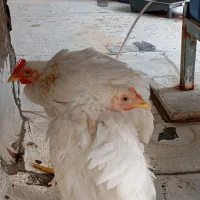 مرغ گوشتی زنده