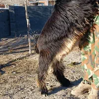 بز نر اصیل بختیاری شهرکردی مولد