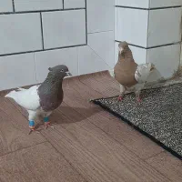 کله ای و طوقی|پرنده|دزفول, |دیوار